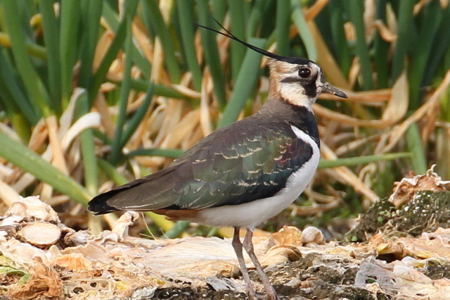 (17) ^Q@s@@2014/02/07@Photo by Manda