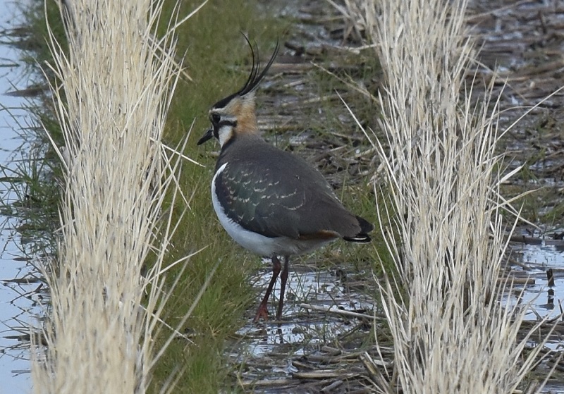 ^Q@iPO-4j@s@@2017/01/11@Photo by Hayashi