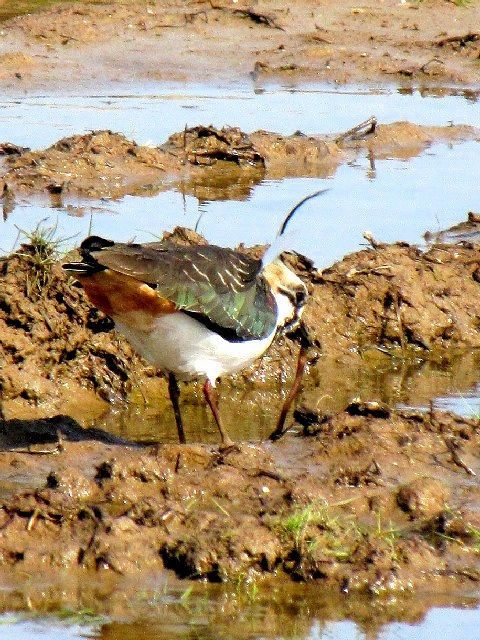 F ^Q@@s@䌧@2010/02/21@Photo by Kohyuh