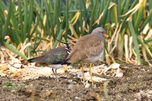 (18) ^Q@s@@2014/02/07@Photo by Manda