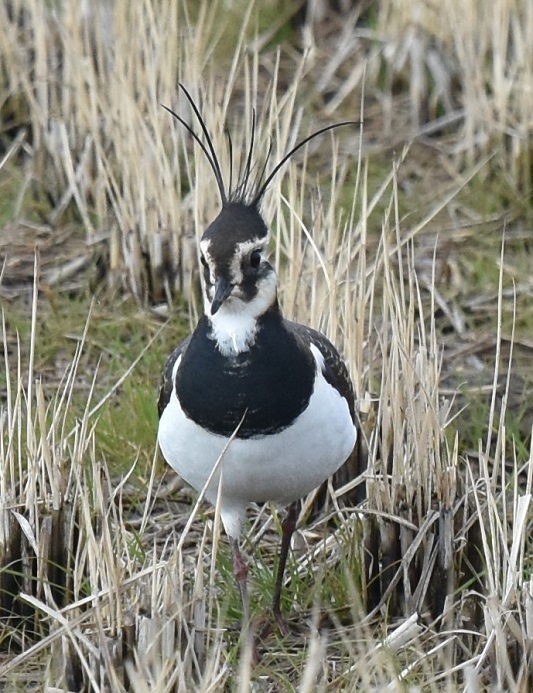 ^Q@iPO-5j@s@@2017/01/11@Photo by Hayashi