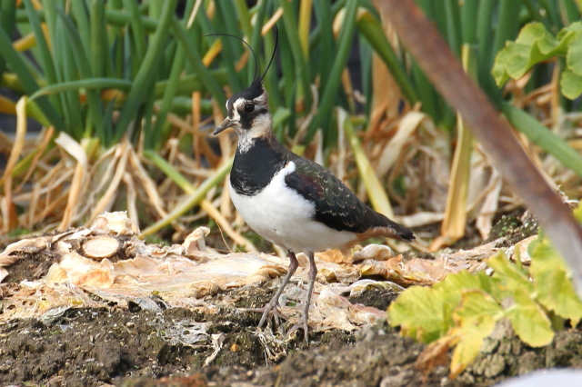 (19) ^Q@s@@2014/02/07@Photo by Manda