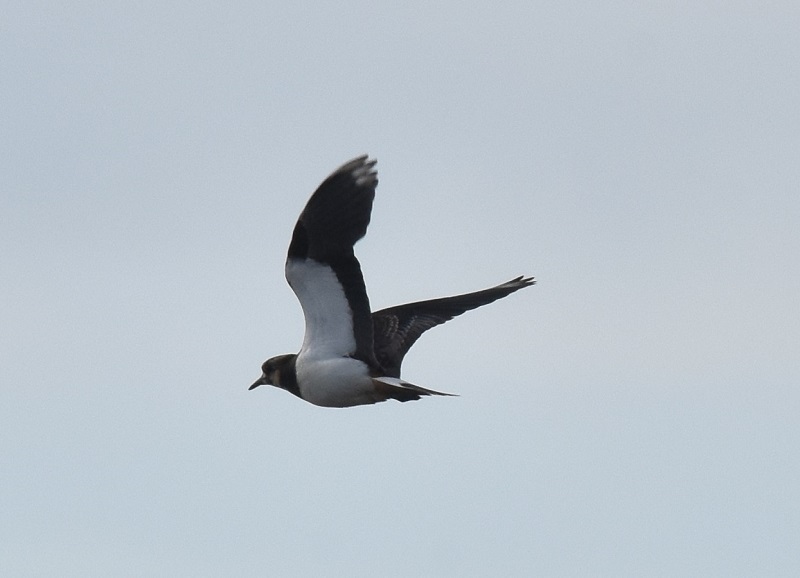 ^Q@iPO-7j@s@@2017/01/11@Photo by Hayashi