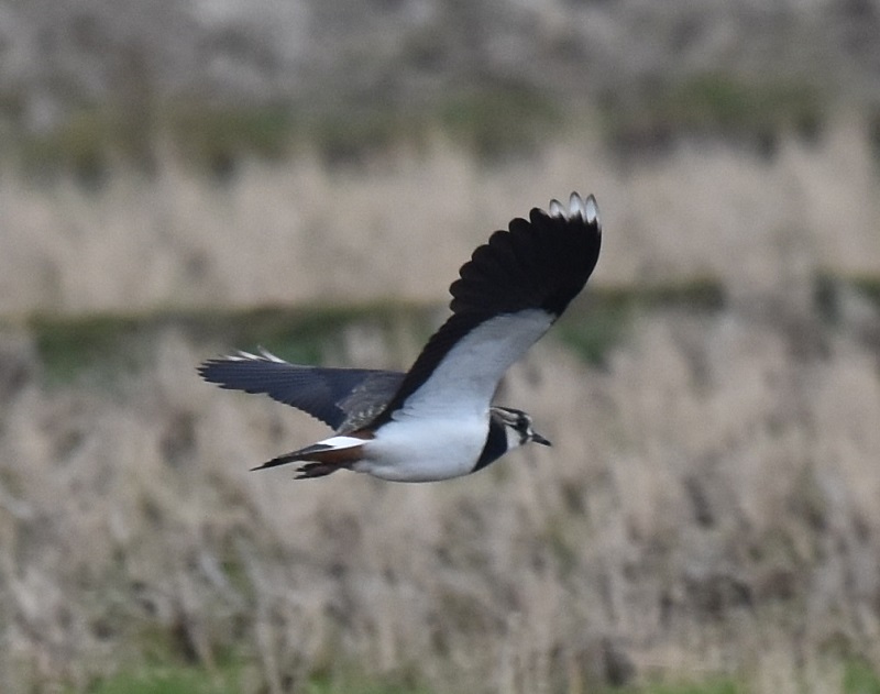 ^Q@iPO-8j@s@@2017/01/11@Photo by Hayashi