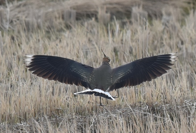 ^Q@iPO-9j@s@@2017/01/11@Photo by Hayashi