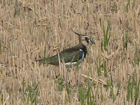 A ^Q@@ss@c@2005/11/10@Photo by Takayama