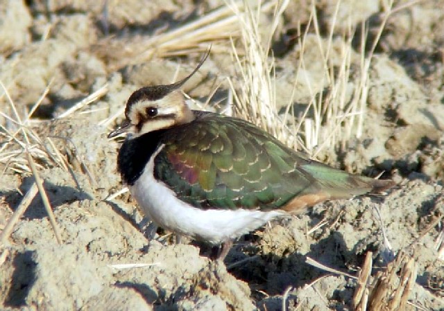 @ ^Q@ᒹ@s@킫R^@2006/01/05@Photo by Takayama