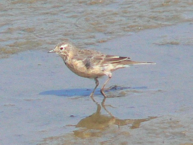 A ^qo@s@썶݁@2008/04/05@Photo by Takase