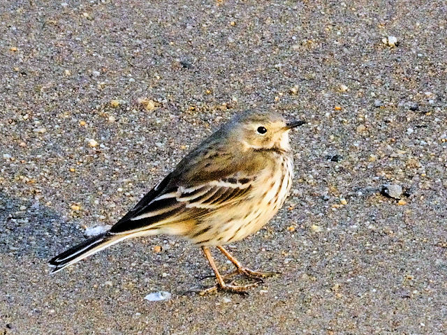 ① タヒバリ 成鳥　大谷川　冬羽　八幡市　2011/12/21　Photo by Kohyuh