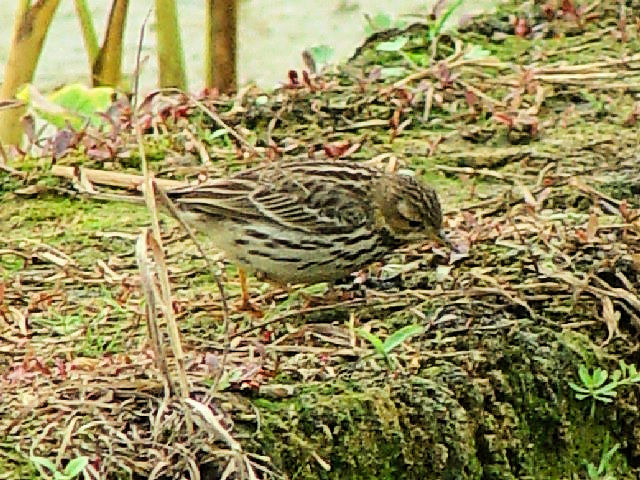 B ^qo@@~H@ߍx @ꌧ@2009/01/23@Photo by Kohyuh