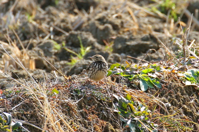 Photo-20140120-1@^qo i2-1j@~H@J@s@2014/01/20@Photo by Manda