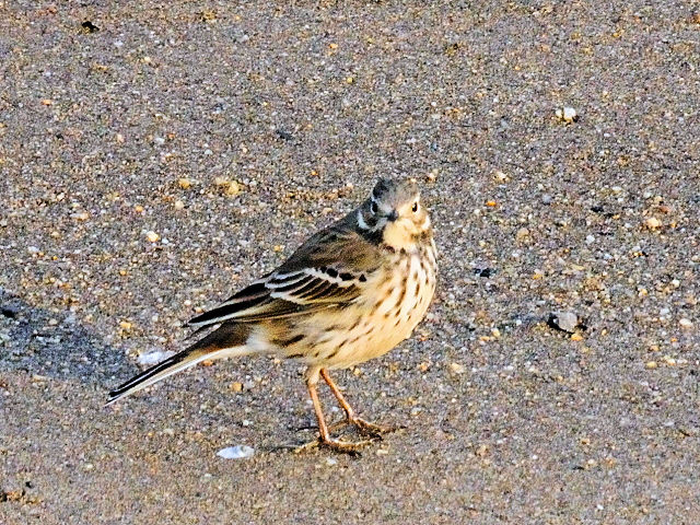 ② タヒバリ 成鳥　冬羽　大谷川　八幡市　2011/12/21　Photo by Kohyuh