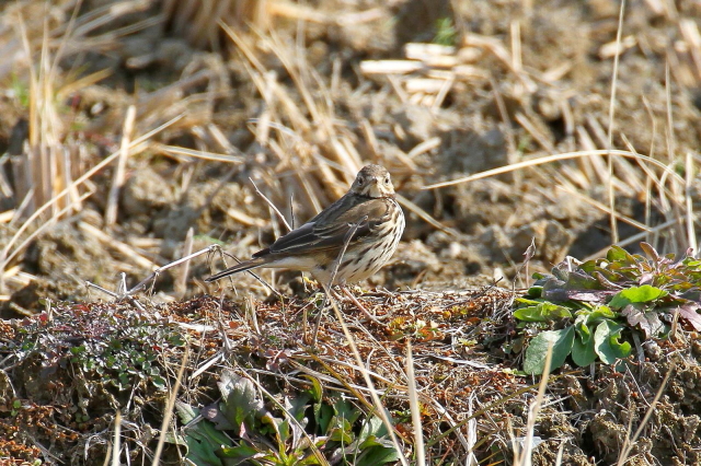 Photo-20140120-2@^qo i2-2j@~H@J@s@2014/01/20@Photo by Manda