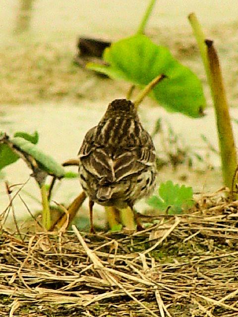 C ^qo@@~H@ߍx @ꌧ@2009/01/23@Photo by Kohyuh