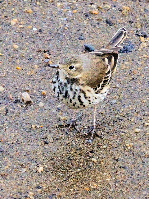 ④ タヒバリ 成鳥　冬羽　大谷川　八幡市　2011/12/25　Photo by Kohyuh