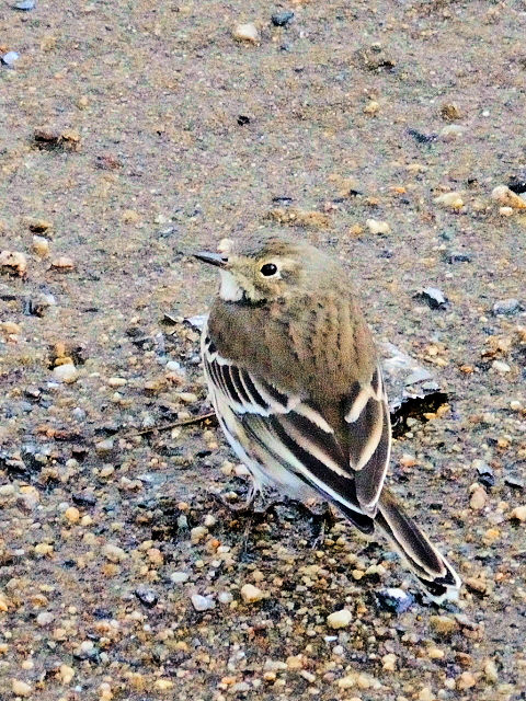 ⑤ タヒバリ 成鳥　大谷川　八幡市　2011/12/25　Photo by Kohyuh