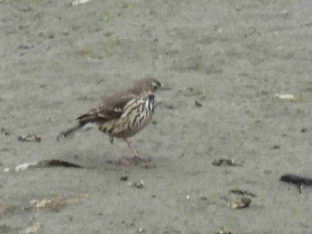 タヒバリ 大谷川 八幡市 2016/01/23 Photo by Kawashima タヒバリ 大谷川 八幡市 2016/01/23 Photo by Kawashima