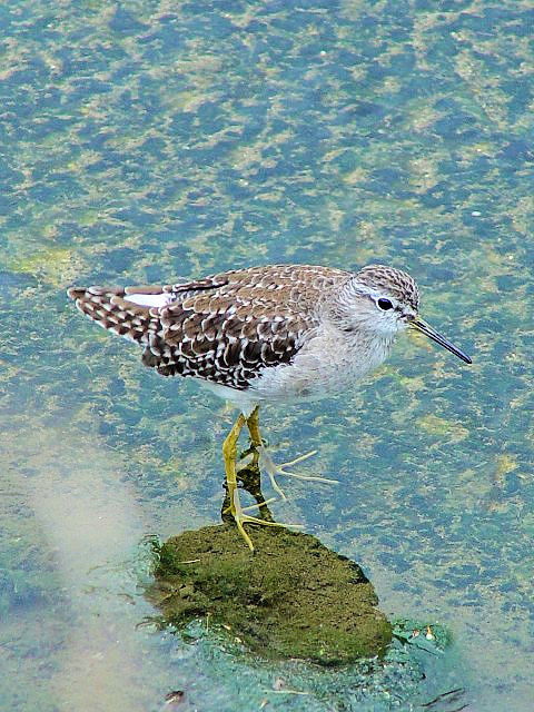 C ^JuVM@@~H@@ꌧ@2009/01/23@Photo by Kohyuh