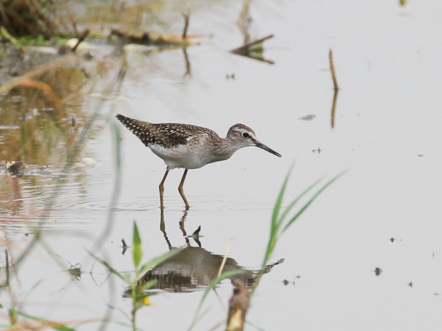 ^JuVM  iS-1j 2014/08/26@Photo by Manda