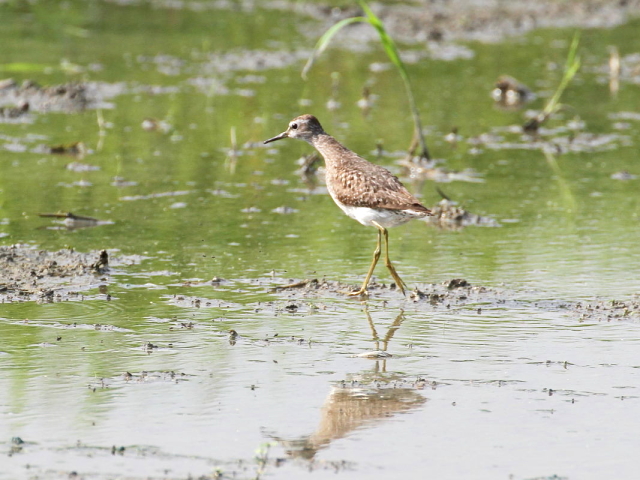 ^JuVM  iS-2j 2014/08/26@Photo by Manda