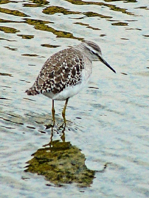 D ^JuVM@@~H@@ꌧ@2009/01/23@Photo by Kohyuh