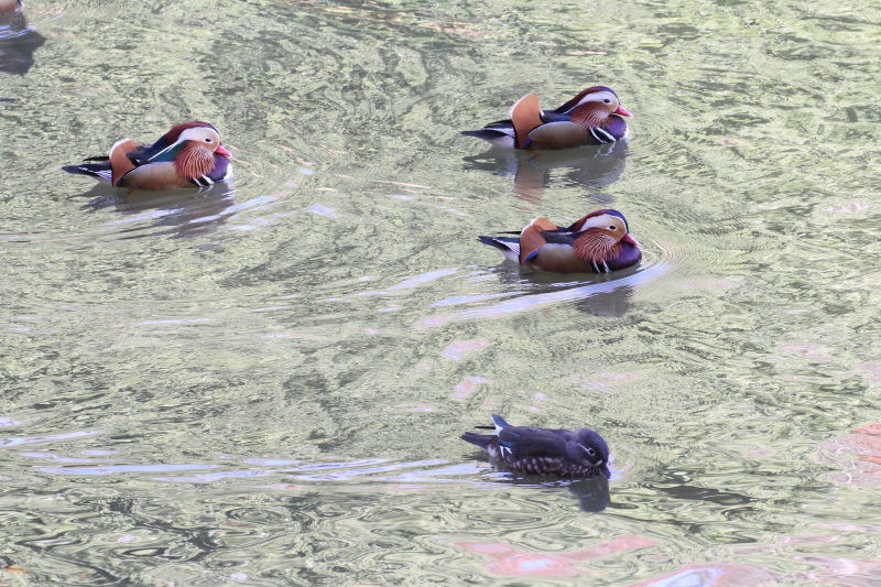 オシドリ （３態-3）