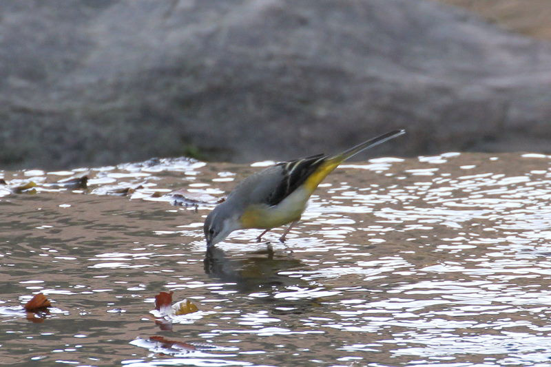 キセキレイ （２態-1）