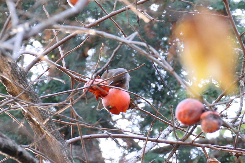 柿をを食べるシロハラ （２態-1）