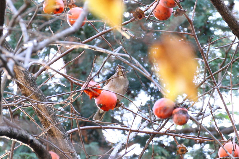 柿をを食べるシロハラ （２態-2）