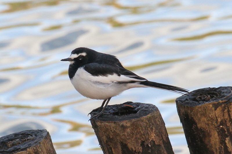 セグロセキレイ （２態-1）