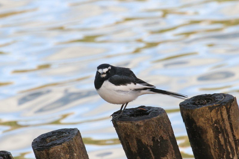 セグロセキレイ （２態-2）