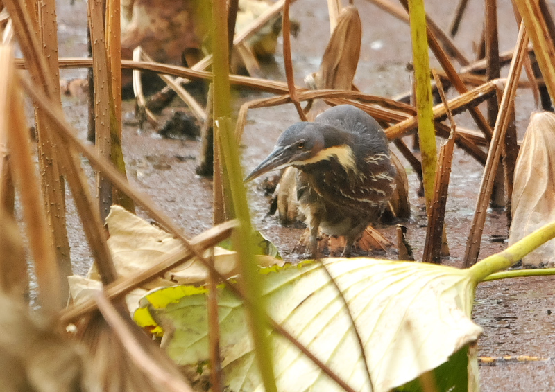 タカサゴクロサギ （７態-1）　成鳥　服部緑地　大阪市　2016/11/10　Photo by Takase