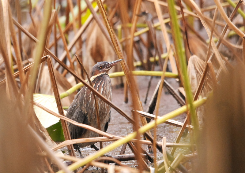タカサゴクロサギ （７態-2）　成鳥　服部緑地　大阪市　2016/11/10　Photo by Takase