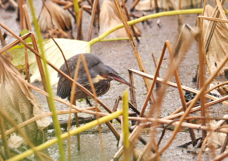 タカサゴクロサギ （７態-3）　成鳥　服部緑地　大阪市　2016/11/10　Photo by Takase