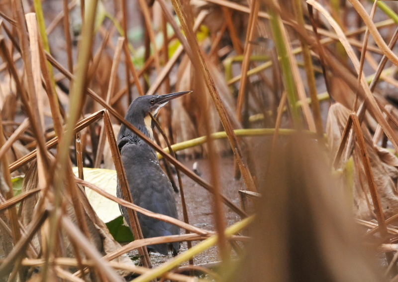 タカサゴクロサギ （７態-4）　成鳥　服部緑地　大阪市　2016/11/10　Photo by Takase
