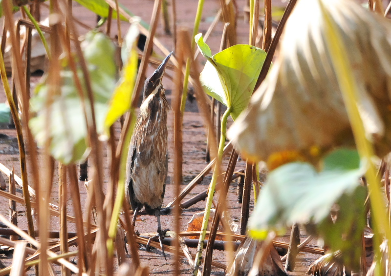 タカサゴクロサギ （７態-5）　成鳥　服部緑地　大阪市　2016/11/10　Photo by Takase
