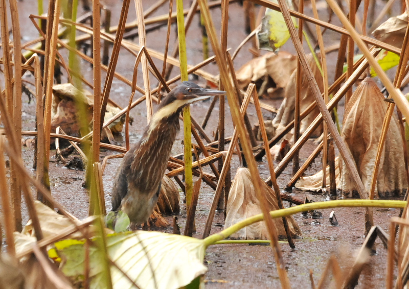 タカサゴクロサギ （７態-6）　成鳥　服部緑地　大阪市　2016/11/10　Photo by Takase