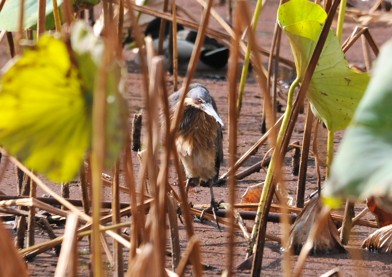タカサゴクロサギ （７態-7）　成鳥　服部緑地　大阪市　2016/11/10　Photo by Takase