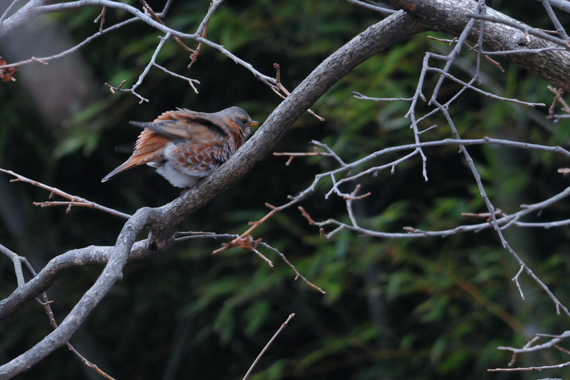 ハチジョウツグミ （２態-1）　山田池　枚方市　2015/01/14　Photo by Takase
