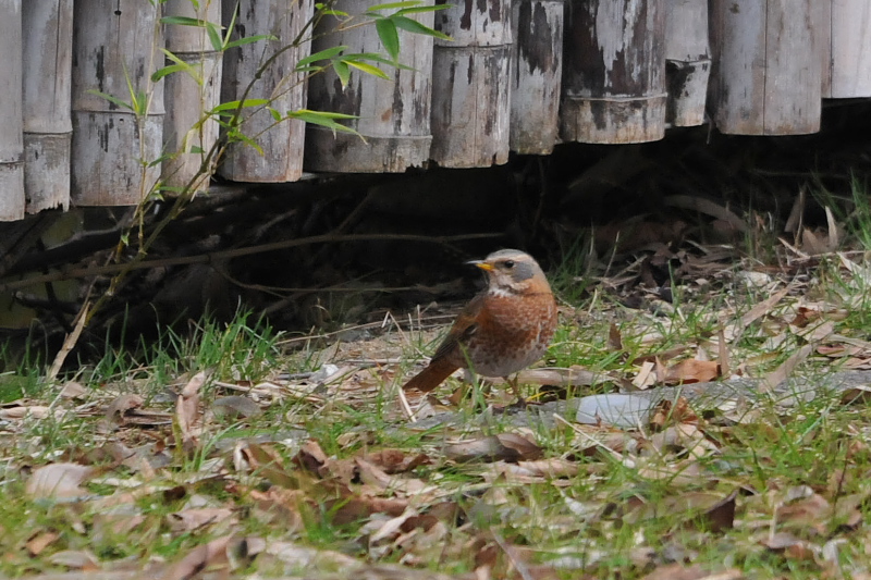 ハチジョウツグミ （２態-2）　山田池　枚方市　2015/01/14　Photo by Takase