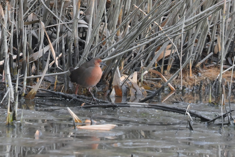 ヒクイナ　山田池　枚方市　2015/01/14　Photo by Takase