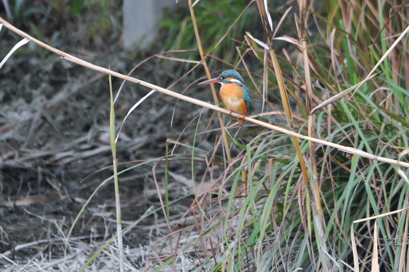 カワセミ　山田池　枚方市　2015/01/14　Photo by Takase