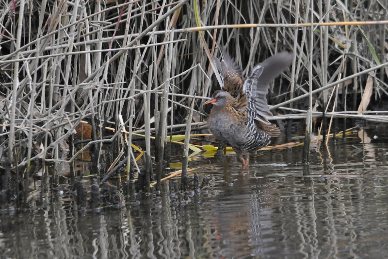 クイナ　山田池　枚方市　2015/01/14　Photo by Takase