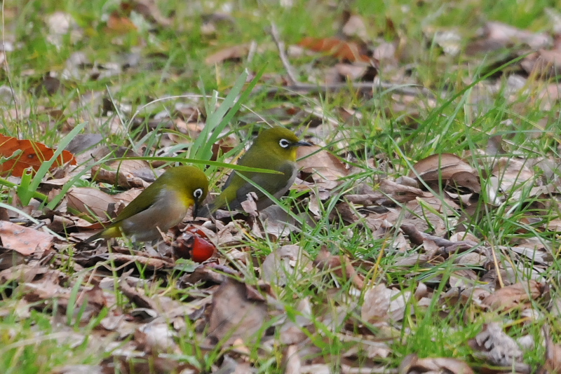メジロ　山田池　枚方市　2015/01/14　Photo by Takase