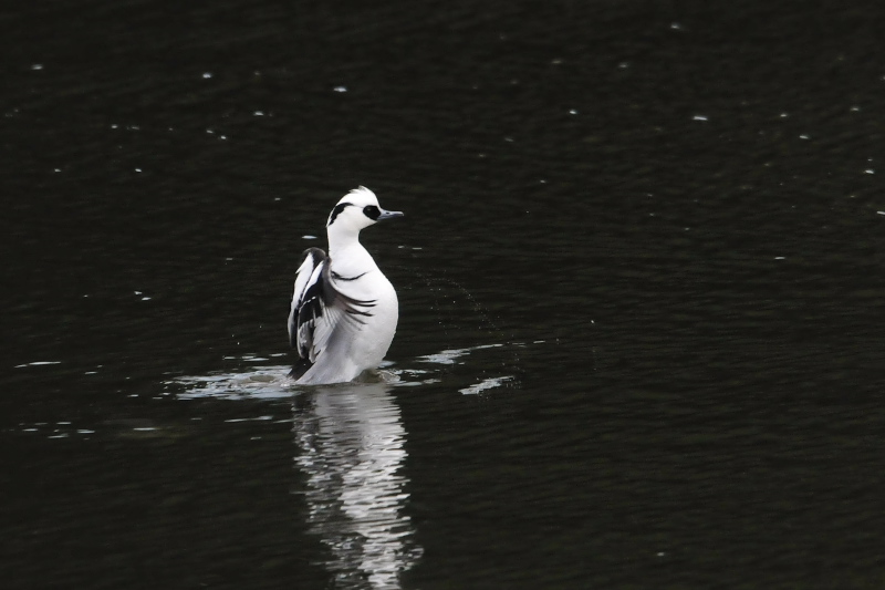ミコアイサ　山田池　枚方市　2015/01/14　Photo by Takase