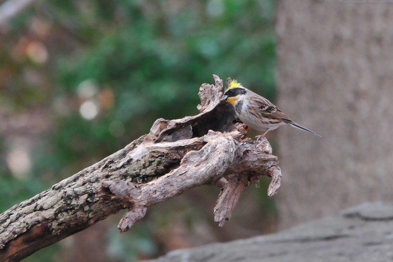 ミヤマホオジロ （２態-1）　山田池　枚方市　2015/01/14　Photo by Takase