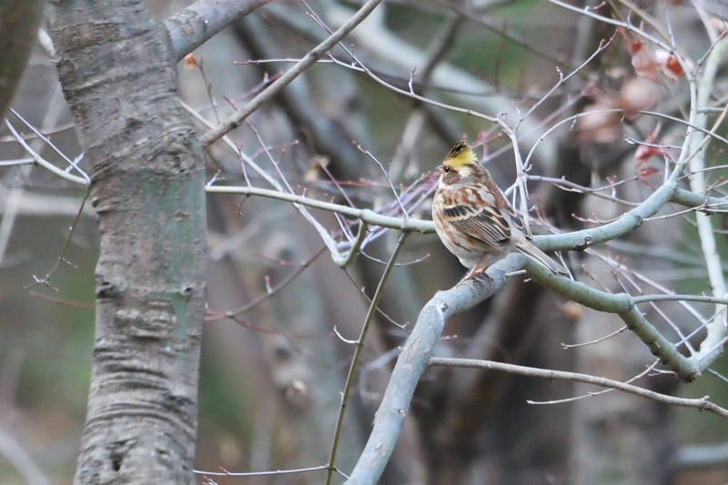 ミヤマホオジロ （２態-2）　山田池　枚方市　2015/01/14　Photo by Takase