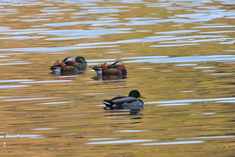 オシドリ　山田池　枚方市　2015/01/14　Photo by Takase