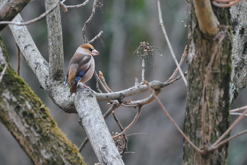シメ　山田池　枚方市　2015/01/14　Photo by Takase