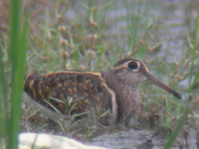 B@^}VM@@@ss@@c@@2006/08/12@Photo by Takayama